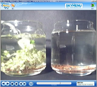 植物の生長と環境条件「水があっても芽は出ない」